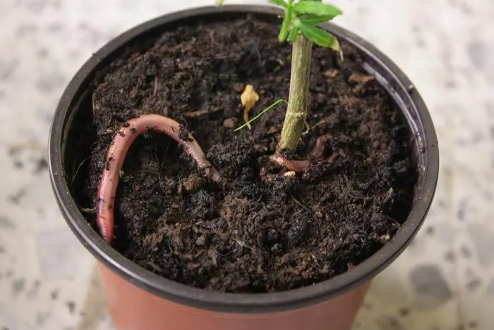 Inoculaci&oacute;n de las lombrices en un planta de maceta. Se utilizaron 5 lombrices para una maceta de 9,5cm de di&aacute;metro. Las lombrices simplemente se depositan sobre el sustrato.