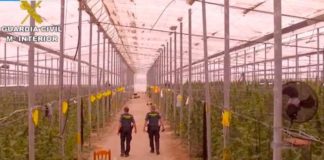 La Guardia Civil encuentra la mayor factoría de marihuana de la historia: 41.000 plantas en Almería