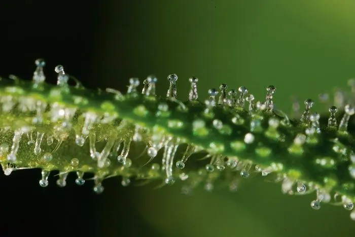 Los Cannabinoides