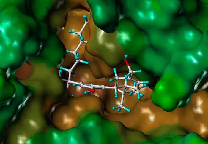 thc reseptorissa