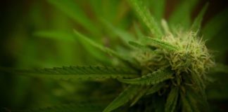 Marihuana