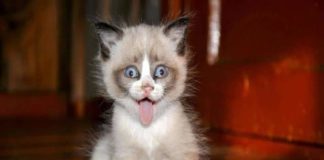 Video: Gatos se comieron la marihuana de su dueña y así acabaron