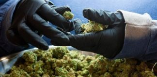 La venta de la marihuana en Quebec será un monopolio estatal