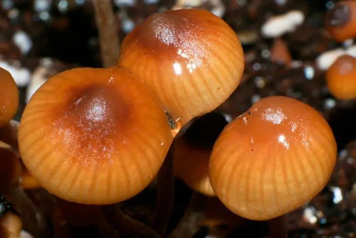 Psilocybes