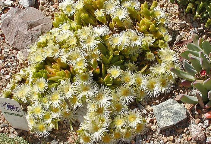 Sceletium tortuosum