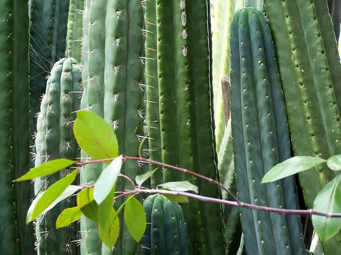 Trichocereus Pachanoi