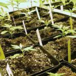 Aumenta la producción gracias a la poda Comienzo de la poda