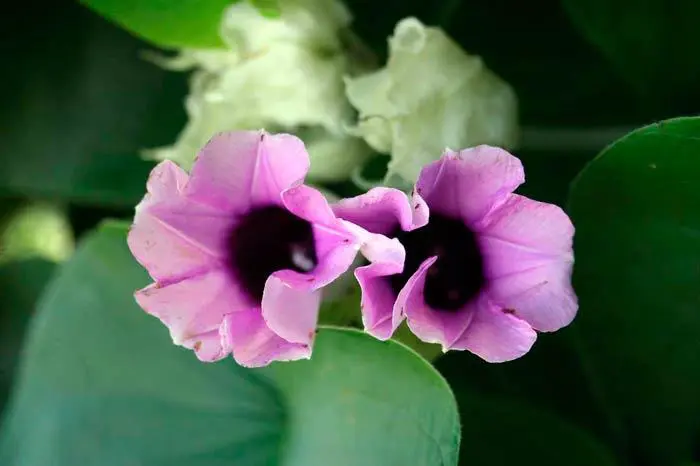 hawaiian baby 