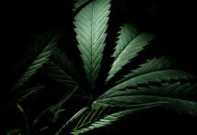 M&aacute;s Madrid presenta propuesta para regular el consumo de cannabis en adultos