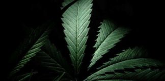 ¿Cuál será la siguiente nación en legalizar la marihuana? Varios países asiáticos aceleran su aprobación