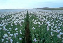 Plantaci&oacute;n de opio en Valladolid. R&iacute;ase usted de los talibanes
