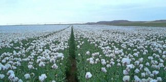Plantación de opio en Valladolid. Ríase usted de los talibanes