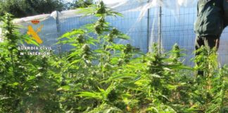 plantacion gc