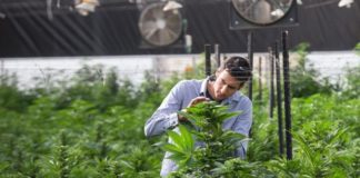 Más que porros: Podemos quiere acabar por ley con el oscurantismo en las licencias del cannabis