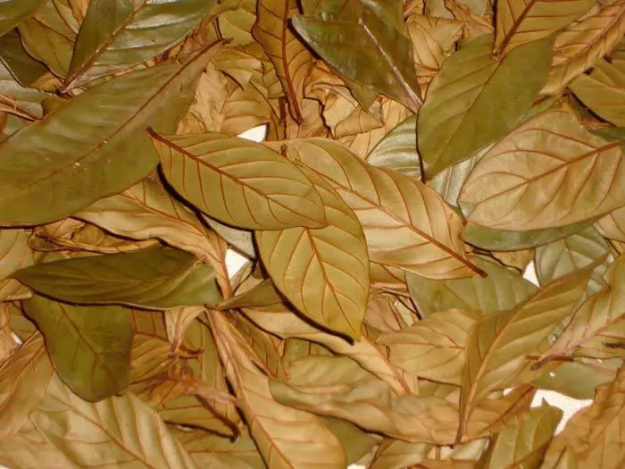 Psychotria viridis