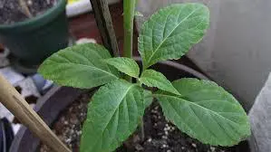 salvia