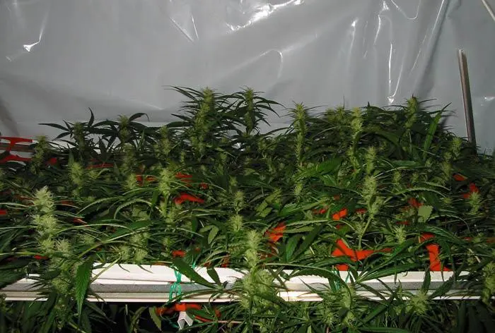 scrog