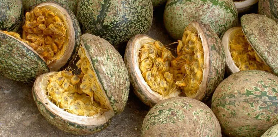 Voacanga africana