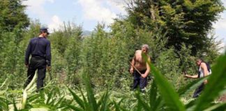Albania, el principal productor de marihuana al aire libre de Europa.