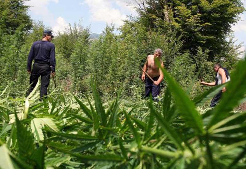 Albania, el principal productor de marihuana al aire libre de Europa.