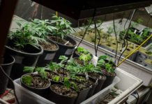 El emprendimiento con cannabis ya se aprende en la Universidad El emprendimiento con cannabis ya se aprende en la Universidad