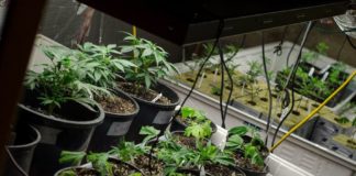 El emprendimiento con cannabis ya se aprende en la Universidad El emprendimiento con cannabis ya se aprende en la Universidad