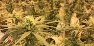 Abundan ofertas de empleo en la industria canadiense de la marihuana