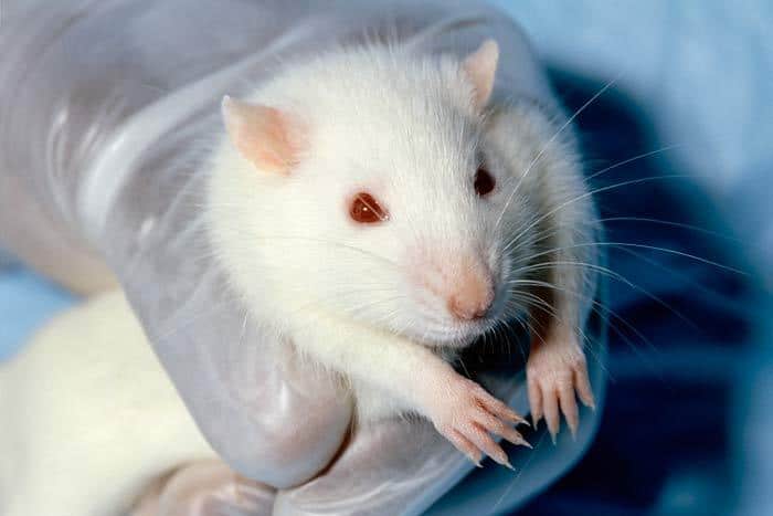Los experimentos en ratones con CBD y Alzheimer son esperanzadores