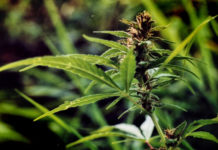 El Gobierno alemán está en desacuerdo con la legalización del cannabis Cannbis indica female flos
