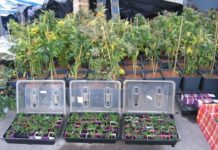 Absuelven a tres socios de un club de cannabis porque creyeron que era una actividad lícita Absuelven a tres socios de un club de cannabis porque creyeron que era una actividad lícita