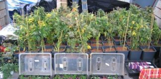 Absuelven a tres socios de un club de cannabis porque creyeron que era una actividad lícita
