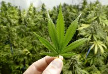 Cannabis medicinal en la tercera edad Cannabis medicinal en la tercera edad
