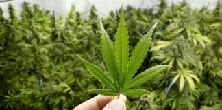 Cannabis medicinal en la tercera edad