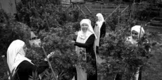 Hermandad de mujeres dedicadas al cultivo de marihuana en California.