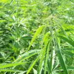 1. Fuera de temporada, las plantas presentan un crecimiento pobre