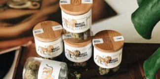 Bob Marley y otras celebridades que generan millones con la venta de la marhuana hierba