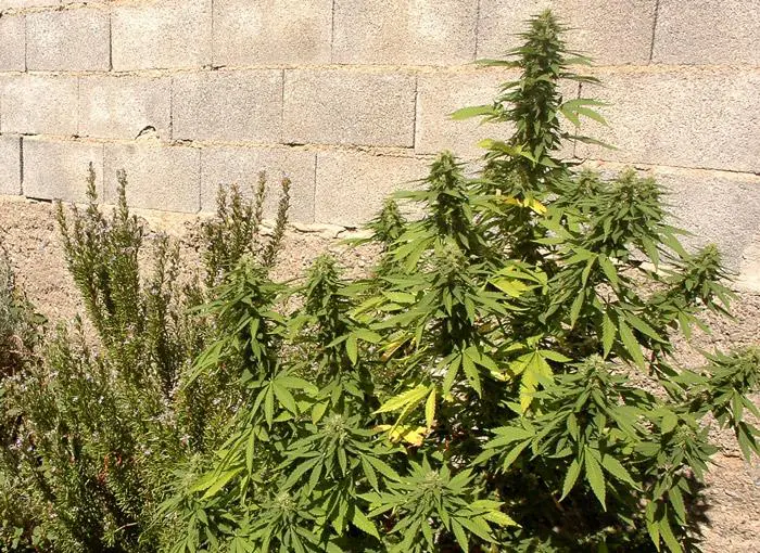 La Sweet Critical junto a una planta de romero