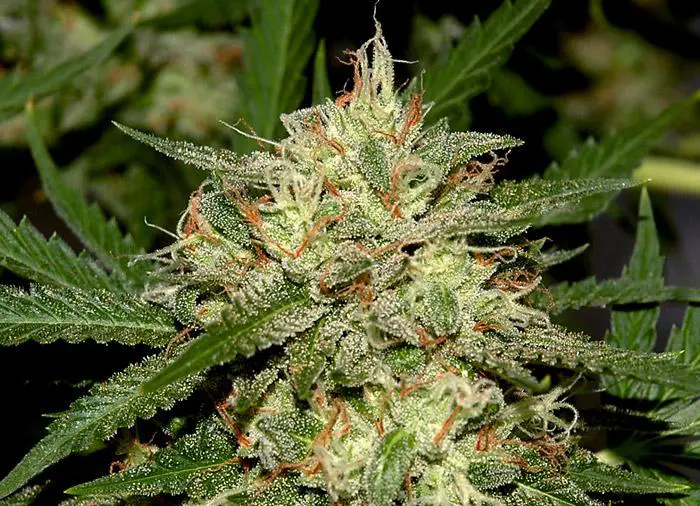 Las bacterias antihongos han sido esenciales en este cultivo