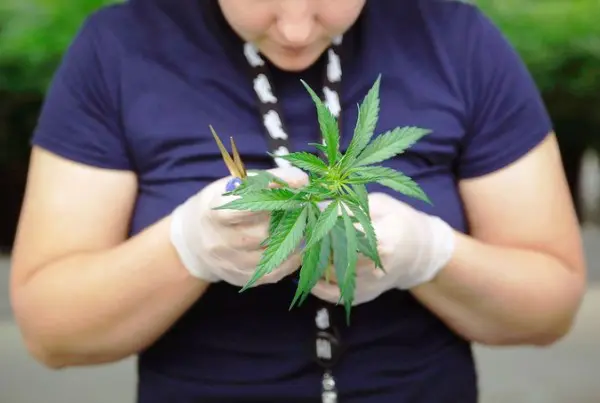 Cannabis