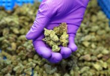 El mercado de la UE para el cannabis medicinal aún está lejos de alcanzar todo su potencial El mercado de la UE para el cannabis medicinal aún está lejos de alcanzar todo su potencial