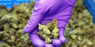 Uruguay: La primera exportación de flores de cáñamo a Suiza genera una oleada de solicitudes para plantar