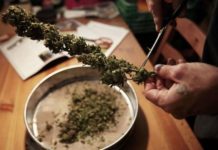 La Audiencia revoca la condena al presidente de un club de cannabis detenido con droga en Santander manicurando