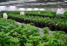 As&iacute; ser&aacute;n las licencias para la producci&oacute;n de cannabis en Ecuador