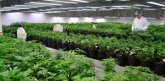 BBVA, Bankinter y La Caixa apuestan por la marihuana