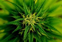 Por primera vez una encuesta muestra mayoría a favor de marihuana legal en Uruguay Por primera vez una encuesta muestra mayoría a favor de marihuana legal en Uruguay