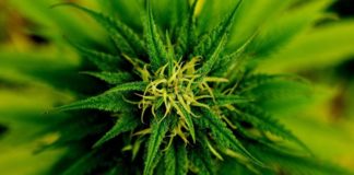 Por primera vez una encuesta muestra mayor&iacute;a a favor de marihuana legal en Uruguay