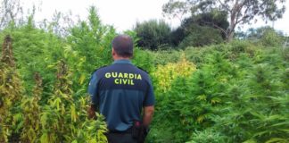 Una pizza conduce a la policía a otro cultivo de marihuana en la Zapateira