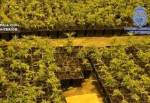 Desarticulan grupo de origen chino que cultivaba marihuana en varios pueblos de Toledo Desarticulan grupo de origen chino que cultivaba marihuana en varios pueblos de Toledo