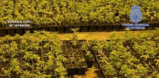 Desarticulan grupo de origen chino que cultivaba marihuana en varios pueblos de Toledo