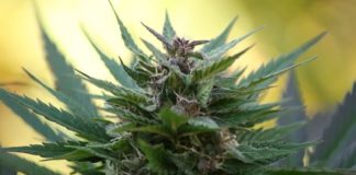 Marihuana